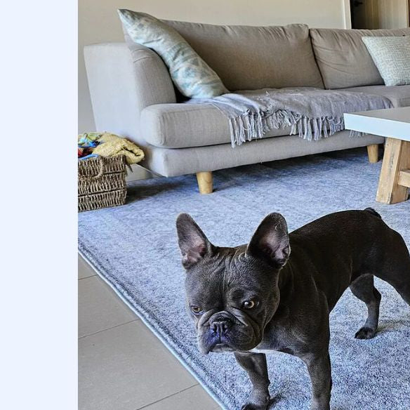 Blue Rugs: Timeless Style for Every Australian Home