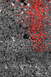 Medieval Gothic Grey Red Rug